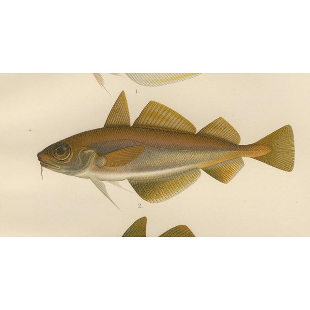 Whiting and Poor Cod and Pollack and Saithe, 1895, Paper For Sale - Image 4 of 10