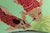 Vibrant Pair of Koi Fish Hand Embroidered Pillow Covers 21" Square, Good Fortune For Sale - Image 4 of 10