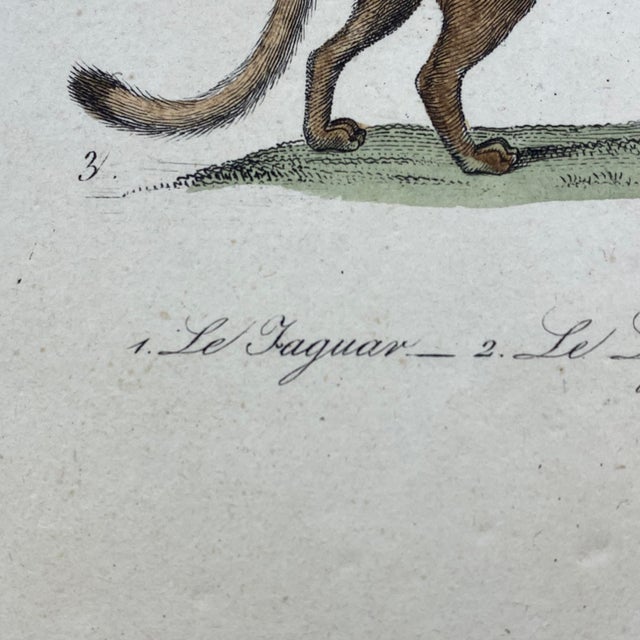 French Antique 18th Century "Le Jaguar" Animal Engraving Hand Colored Artwork For Sale In Portland, ME - Image 6 of 9