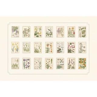 Atelier Aria Lumae Eugene Grasset Maurice Pillard Verneuil Art Nouveau Botanical Specimen Grid Board Print 60 X 40 For Sale