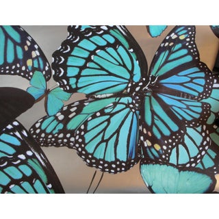 Circa Wallcovering Butterfly Wallpaper For Sale