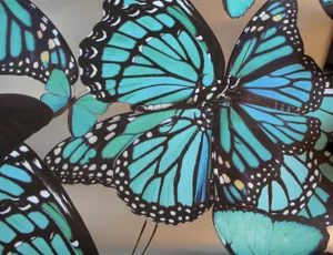 Circa Wallcovering Butterfly Wallpaper
