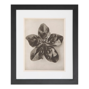 Set of 8 Botanical Photogravures by Karl Blossfeldt, Berlin, 1932