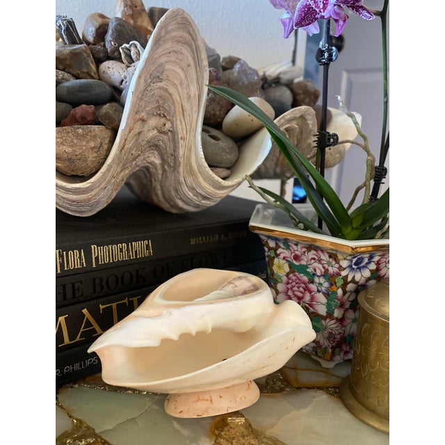 Circa 1920s Noble Volute Seashell Pedestal Bowl – Vintage Natural Conch Shell Catchall For Sale - Image 11 of 12