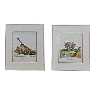 A Pair of Hand Colored Engravings of an African Lioness and Her Cubs and a Rhino, 1775 For Sale