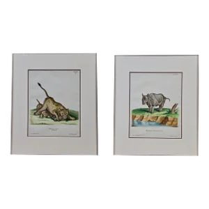 A Pair of Hand Colored Engravings of an African Lioness and Her Cubs and a Rhino, 1775