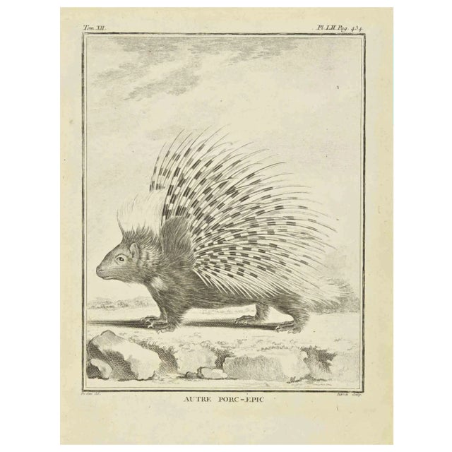 Jacques Baron, Porcupine, Etching, 1771 For Sale