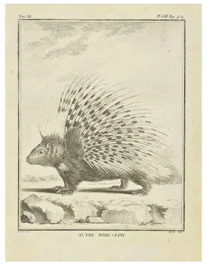 Jacques Baron, Porcupine, Etching, 1771