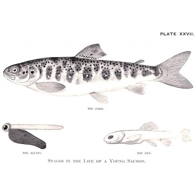 "The Complete Science of Fly Fishing and Spinning" 1915 Shaw, Fred G. For Sale - Image 11 of 12