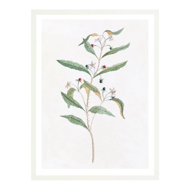 Illustration Celerie Kemble Curated Australian Botanical VIII (16x20) in White Frame For Sale - Image 3 of 4