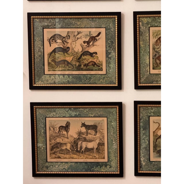 19th Century Set of Nine Gotthilf Von Schubert Natural History Chromolithographs For Sale - Image 5 of 17