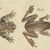 Paper Bertuch, Five Tree Frogs, 1815, Print For Sale - Image 7 of 12