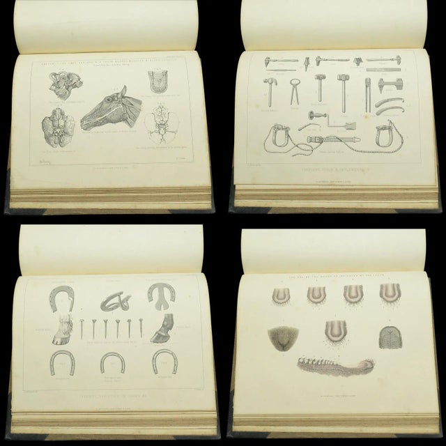 Brown 1900's Antique Book Modern Practical Farriery For Sale - Image 8 of 10