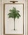 Vintage botanical artwork digitally enhanced (1878), and refined for modern printing. Featuring an elegant palm tree...