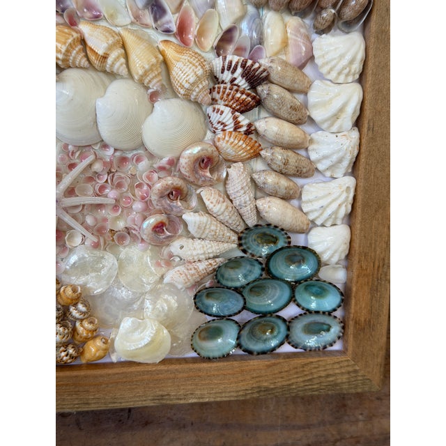 2020s Custom Framed Coastal Seashell Wall Art For Sale - Image 5 of 10