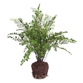 Maidenhair Drop-In 18" For Sale