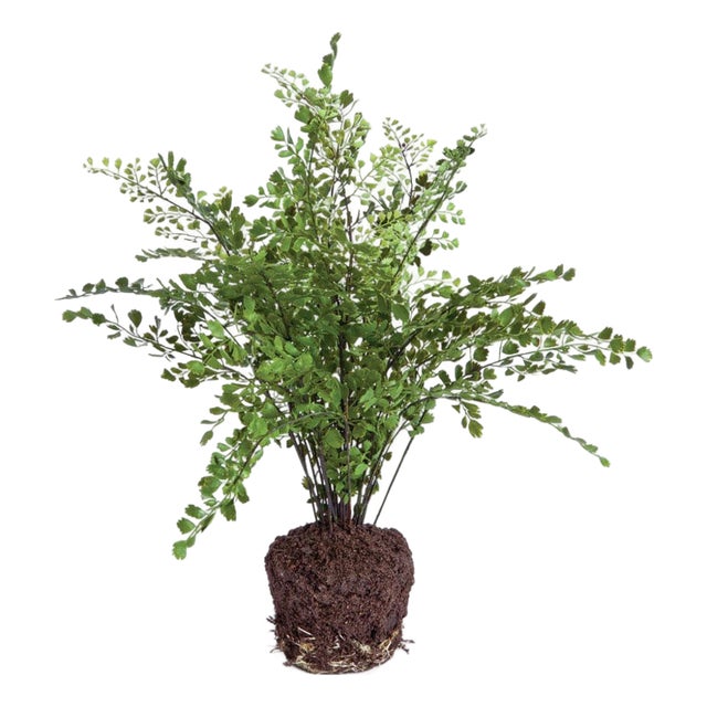 Maidenhair Drop-In 18" For Sale