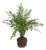 Maidenhair Drop-In 18" For Sale