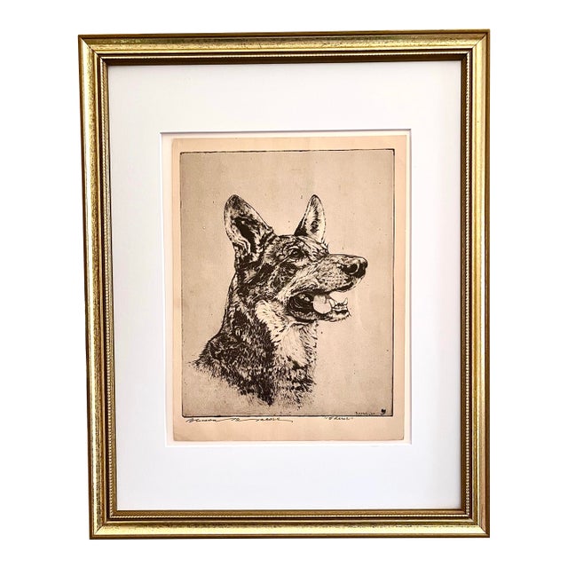 Vintage Original Etching of a German Shepherd Dog by Benson Moore For Sale