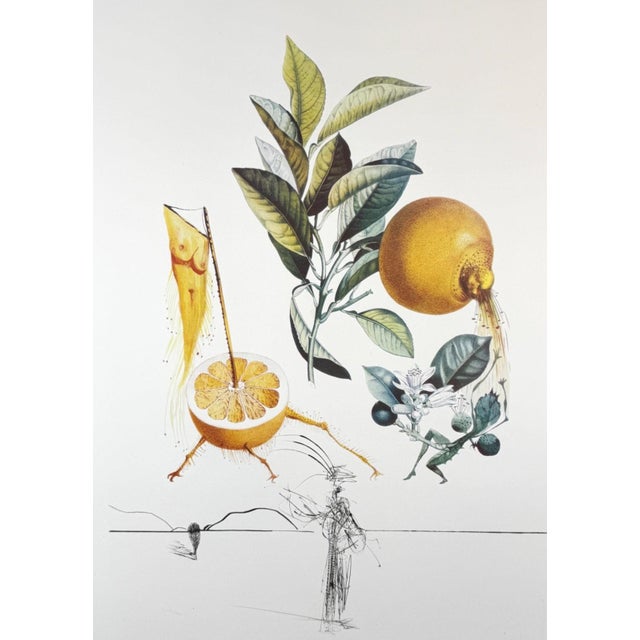 ARTIST: Salvador Dali TITLE: FlorDali/Les Fruits Grapefruit MEDIUM: Etching SIGNED: Hand Signed PUBLISHER: Jean Schneider,...