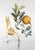 ARTIST: Salvador Dali TITLE: FlorDali/Les Fruits Grapefruit MEDIUM: Etching SIGNED: Hand Signed PUBLISHER: Jean Schneider,...