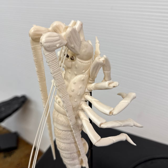 Taxidermy Mantis Shrimp in Case For Sale - Image 12 of 12