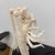 Taxidermy Mantis Shrimp in Case For Sale - Image 12 of 12