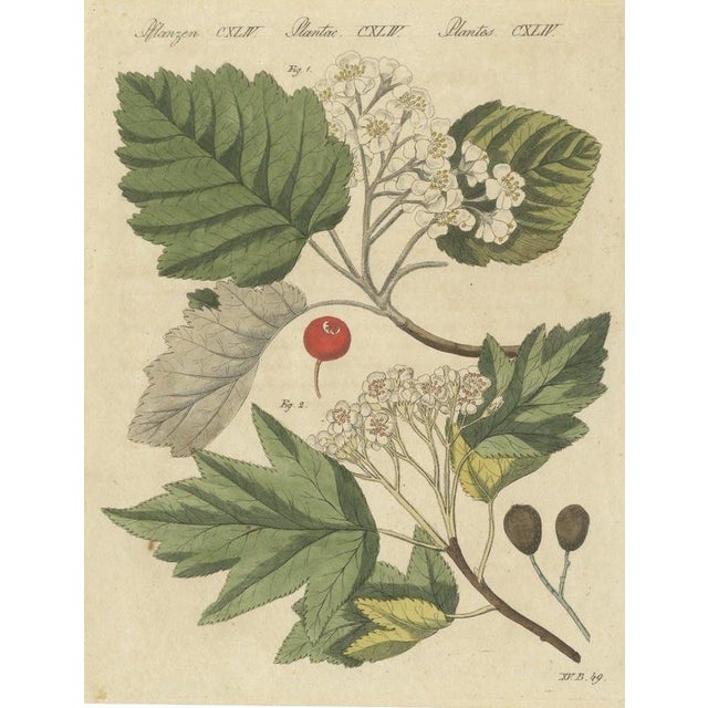 Bertuch, Aeg, Whitebeam and Wild Service Tree in Blossom, 1815, Print For Sale - Image 12 of 12