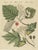 Bertuch, Aeg, Whitebeam and Wild Service Tree in Blossom, 1815, Print For Sale - Image 12 of 12