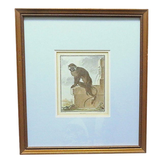 1 of 3 18th Century French Hand Colored George-Louis Leclerc Comte De Buffon Monkeys Copper Engravings Framed Antique - Moustac For Sale