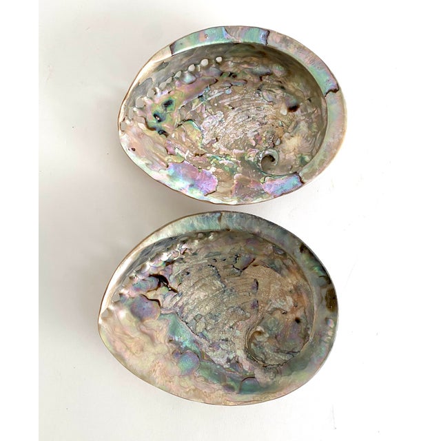 Rare Polished Pale Pink Abalone Shell For Sale - Image 4 of 7