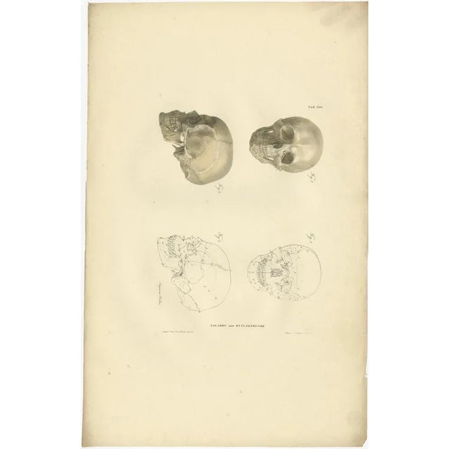 Paper Anatomy Illustrations of Osteology, 1839, Prints, Set of 12 For Sale - Image 7 of 14