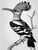 2020s Black-and-White Hoopoe Bird Illustration — Museum-Quality Fine Art Print For Sale - Image 5 of 5