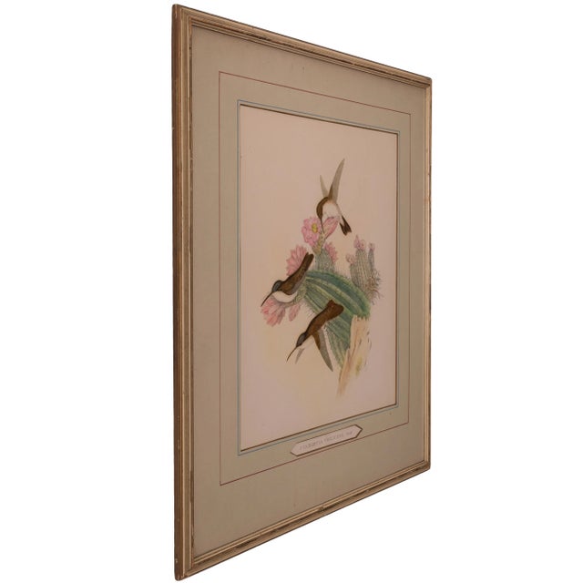 John Gould - Cyanomyia Violiceps, or Violet-Crowned Hummingbird, Pl.285 For Sale - Image 4 of 6