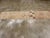 Galerie Shabab Collection Mid-20th Century Turkish Anatolian Runner For Sale In New York - Image 6 of 10