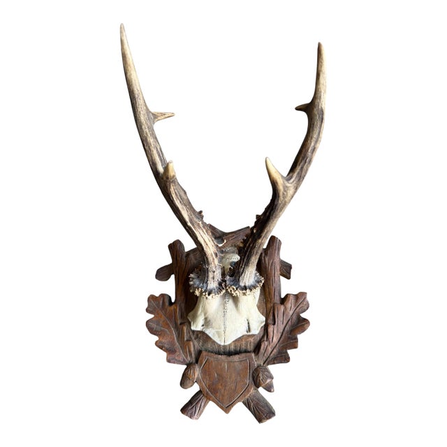 Roe Deer Trophy 212 Balck Forest Antlers Mount For Sale