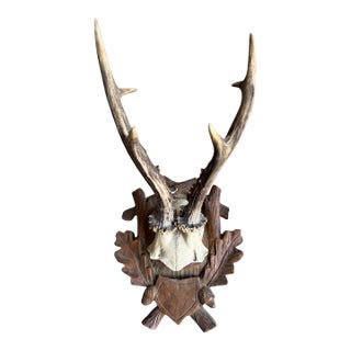 Roe Deer Trophy 212 Black Forest Antlers Mount For Sale