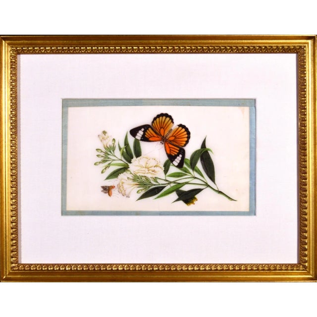 Chinese China Trade Framed Pith Pictures of Butterflies and Plants For Sale - Image 3 of 10
