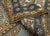 Textile Turkish Vintage Rug 4'5" x 6'2" #16074 For Sale - Image 7 of 8