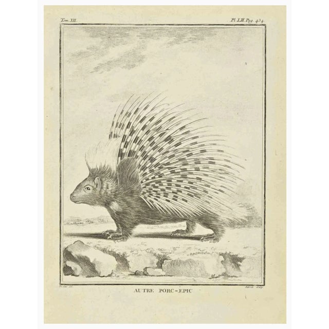 Porcupine is an etching realized by Jacques Baron in 1771. It belongs to the suite "Histoire Naturelle de Buffon". The...