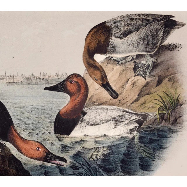 Audubon Canvass Back Duck: An Original 19th C. Audubon Hand-Colored Bird Lithograph, 1870 For Sale - Image 4 of 6