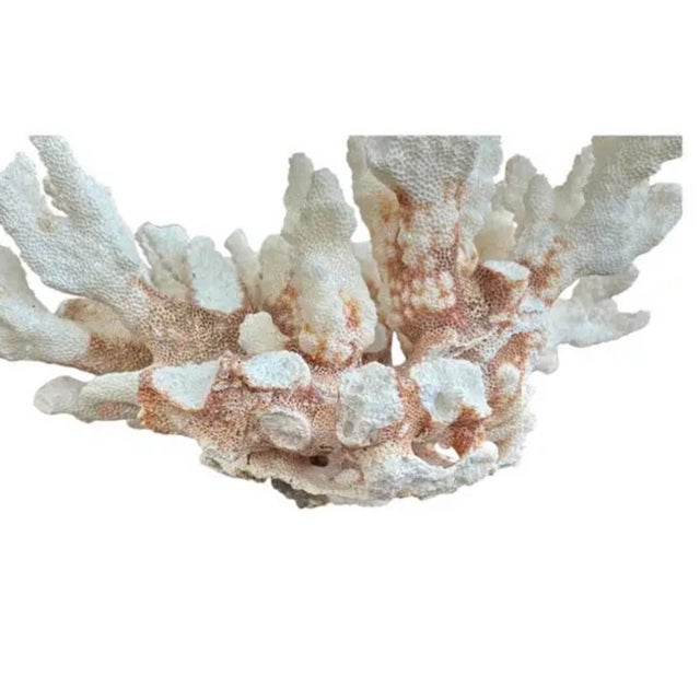 Contemporary Natural White Coral Reef Specimen For Sale - Image 3 of 8