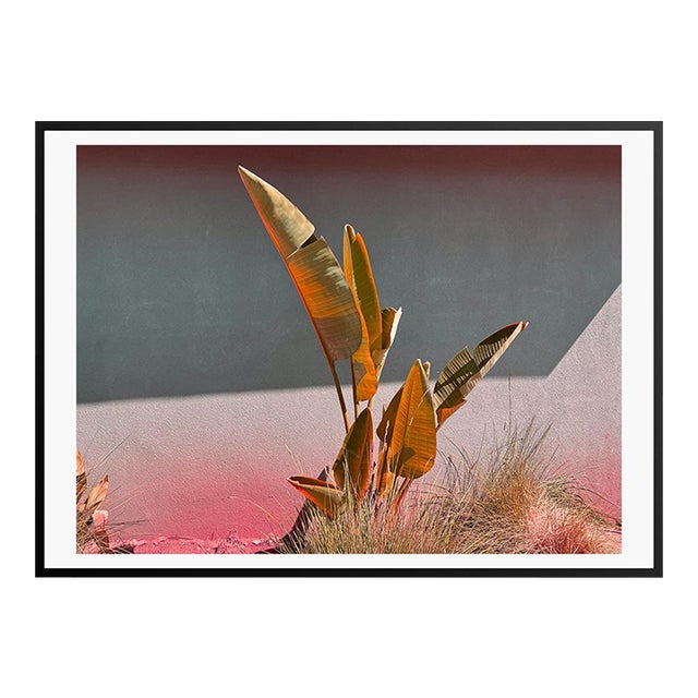 Stay Gold by Stuart Möller Framed For Sale