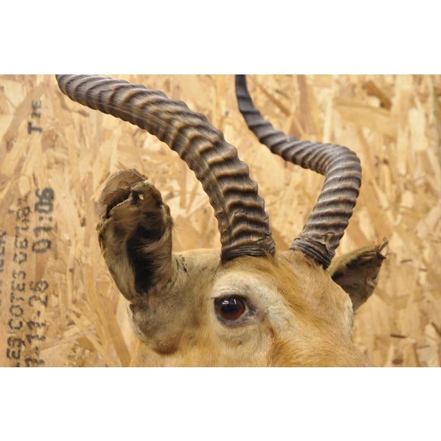 Brown Vintage African Impala Shoulder Mount Wall Taxidermy Man Cave Lodge Home Decor For Sale - Image 8 of 18