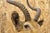 Brown Vintage African Impala Shoulder Mount Wall Taxidermy Man Cave Lodge Home Decor For Sale - Image 8 of 18