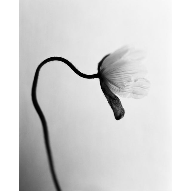 Ugne Pouwell, Poppy No.5, 2025 For Sale