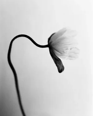 Ugne Pouwell, Poppy No.5, 2025