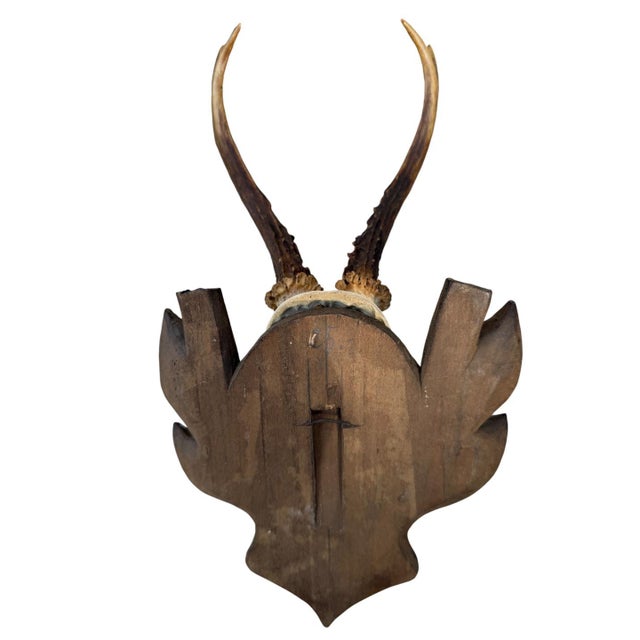 Roe Deer Trophy 156 Black Foerst Antlers Mounr For Sale - Image 4 of 5