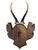 Roe Deer Trophy 156 Black Foerst Antlers Mounr For Sale - Image 4 of 5