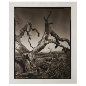 "Tejon Ranch" Photograph by Mark Seliger (b. 1959) - Signed